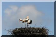 cigogne_05 copie.jpg